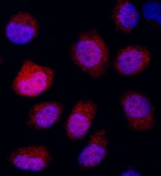 Rabbit anti-REDD1 Antibody