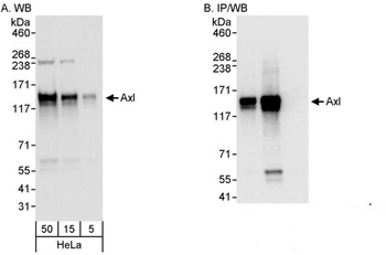 Rabbit AXL Antibody