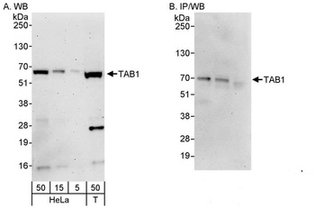 Rabbit TAB1 Antibody