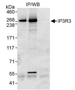 Rabbit anti-IP3R3 Antibody