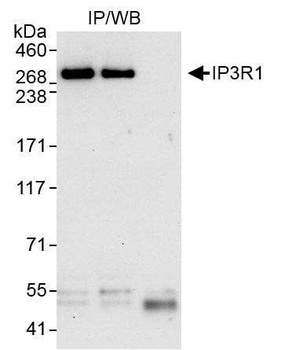 IP3R1 Antibody