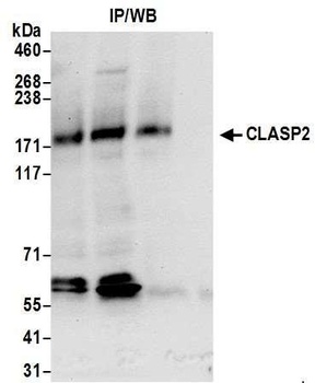 CLASP2 Antibody