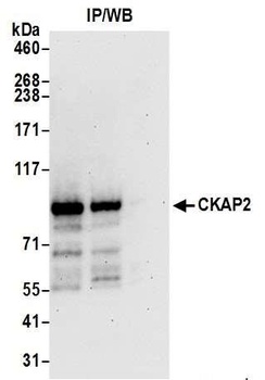 CKAP2 Antibody