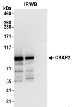 Rabbit anti-CKAP2 Antibody