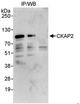 Rabbit anti-CKAP2 Antibody