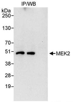 Rabbit MEK2 Antibody