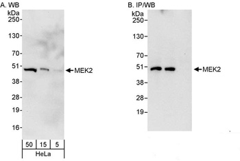 Rabbit MEK2 Antibody