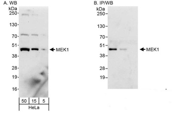 Rabbit MEK1 Antibody