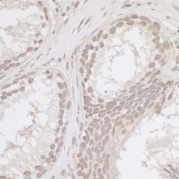 Rabbit anti-E2F4 Antibody
