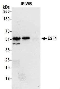 E2F4 Antibody
