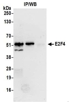 Rabbit anti-E2F4 Antibody
