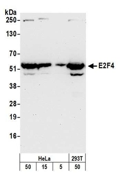 Rabbit anti-E2F4 Antibody