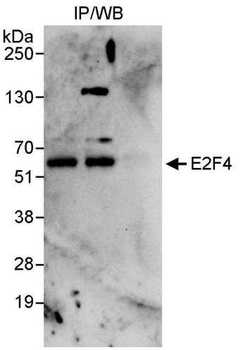 Rabbit E2F4 Antibody