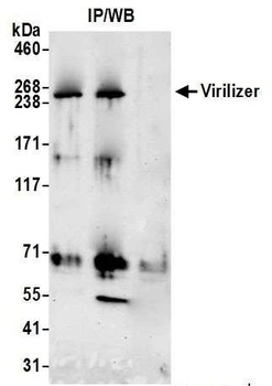Rabbit anti-Virilizer Antibody