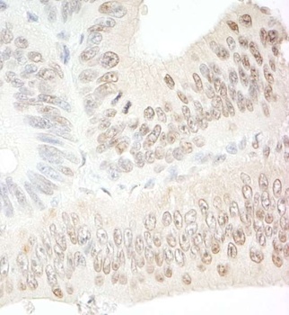 Rabbit anti-C1orf55 Antibody