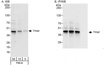 Rabbit Ymer Antibody
