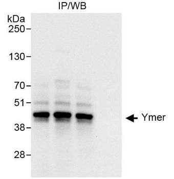 Rabbit Ymer Antibody
