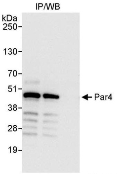 Rabbit anti-Par4 Antibody