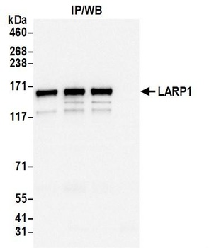 LARP1 Antibody