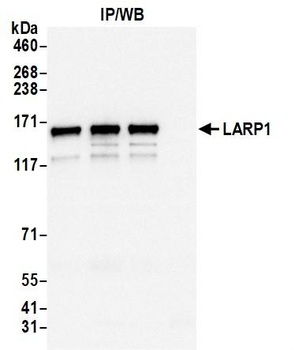Rabbit anti-LARP1 Antibody
