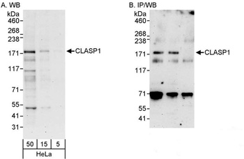 Rabbit CLASP1 Antibody