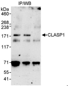 Rabbit CLASP1 Antibody