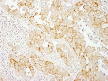Rabbit anti-Notch2 Antibody