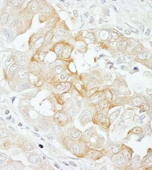 Rabbit anti-Notch2 Antibody
