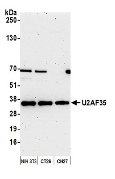 Rabbit U2AF35 Antibody