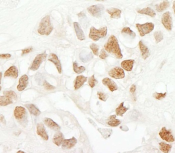Rabbit SRcyp Antibody