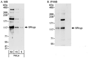Rabbit SRcyp Antibody