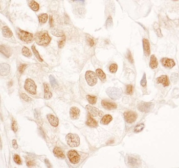 Rabbit SRcyp Antibody