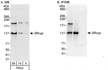 Rabbit SRcyp Antibody