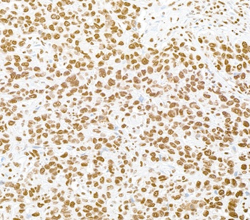Rabbit anti-RALY Antibody