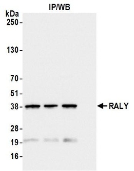 Rabbit anti-RALY Antibody