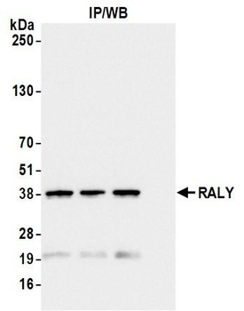 RALY Antibody