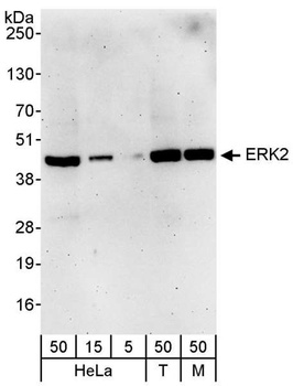 Rabbit ERK2 Antibody