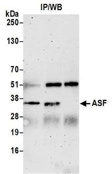 ASF Antibody