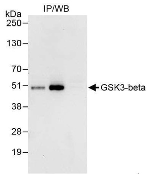 GSK3-beta Antibody