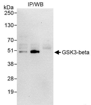 Rabbit GSK3-beta Antibody