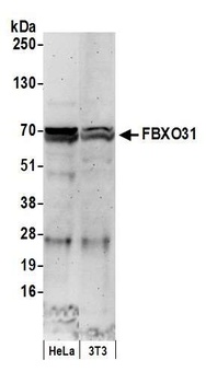 Rabbit FBXO31 Antibody