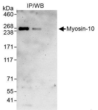 Rabbit Myosin-10 Antibody