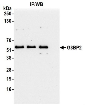 Rabbit anti-G3BP2 Antibody