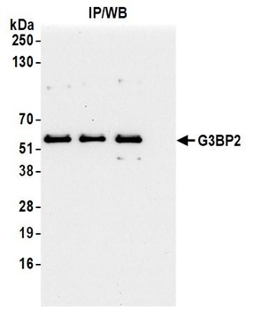 G3BP2 Antibody