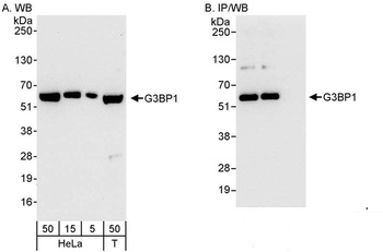 Rabbit G3BP1 Antibody