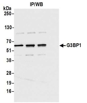 Rabbit anti-G3BP1 Antibody