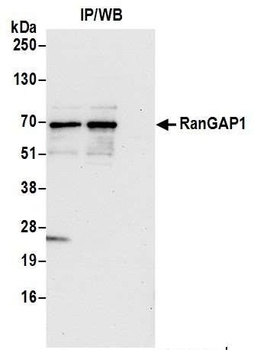 Rabbit anti-RanGAP1 Antibody