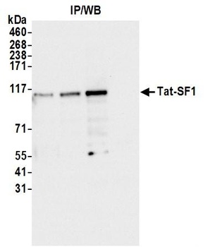 Rabbit Tat-SF1 Antibody