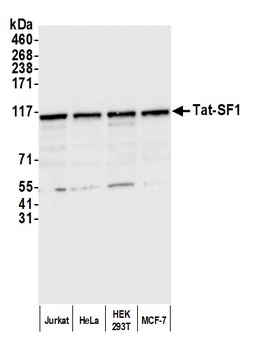 Rabbit Tat-SF1 Antibody