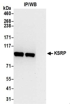 Rabbit anti-KSRP Antibody